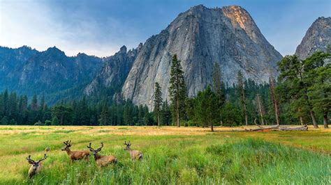 Wildlife Reclaim Yosemite | Mental Floss