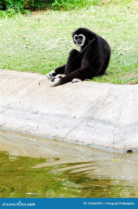 Black gibbon stock image. Image of exotic, grey, grass - 15566595