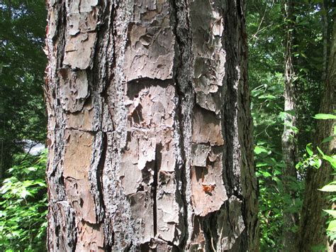 Loblolly, Shortleaf or Longleaf? The Bark Will Help | N.C. Cooperative ...