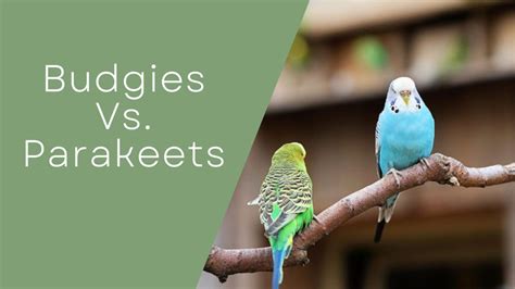 Budgies Vs. Parakeets _ Differences & Similarities