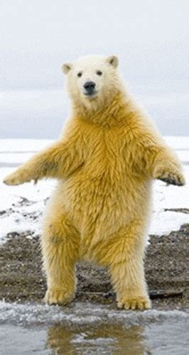 Polar Bear GIFs - Find & Share on GIPHY