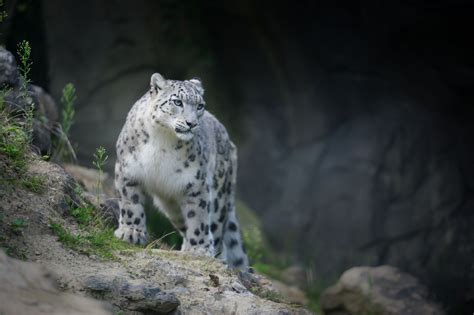 Altai Mountains in the Snow Leopards | Snow Leopards and birds ...