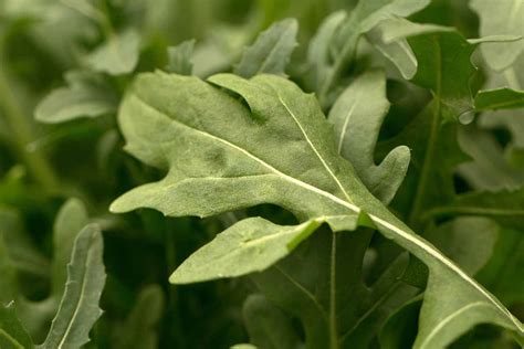 How to Identify and Manage 15 Common Arugula Pests