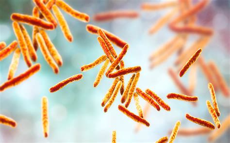 Study Illuminates Role of Gut Microbes in the Response to TB Treatment | Newsroom | Weill ...