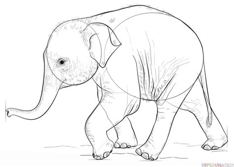 How to draw a baby elephant | Step by step Drawing tutorials