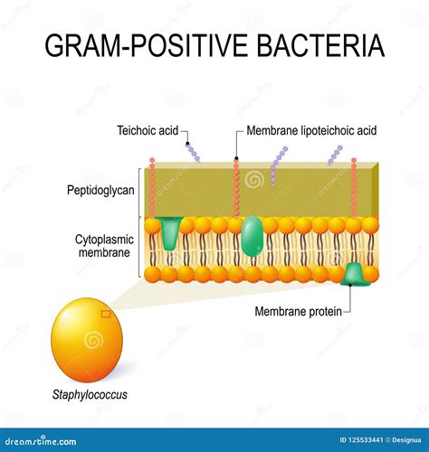 Vector Illustration Of Gram Positive Bacteria Microbiology – NBKomputer