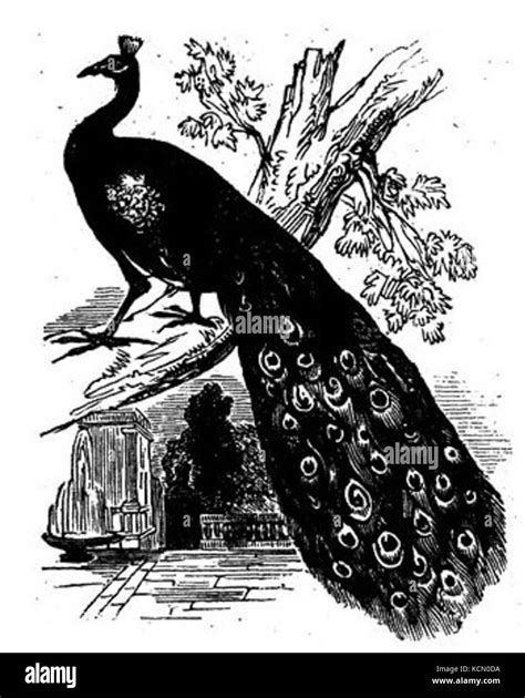 Black and White Peacock Drawing Stock Photo - Alamy