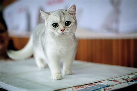 See the Cutest Cat Breeds as Kittens | Reader's Digest