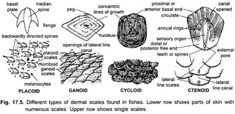 Types Of Fish Scales And Examples