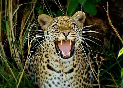 a leopard with its mouth open and it's teeth wide open in the grass