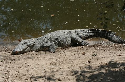 Mugger Crocodile Facts and Pictures