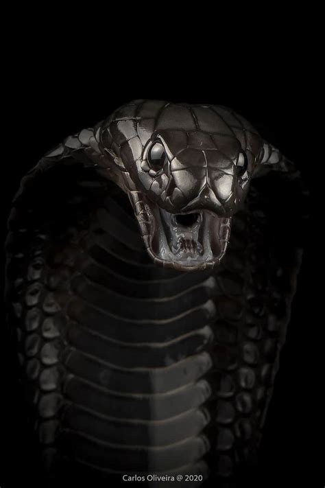 Black cobra, animals, snake, HD phone wallpaper | Peakpx