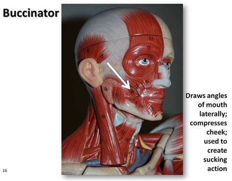 Buccinator - Muscles of the Upper Extremity Visual Atlas, page 16 - a photo on Flickriver