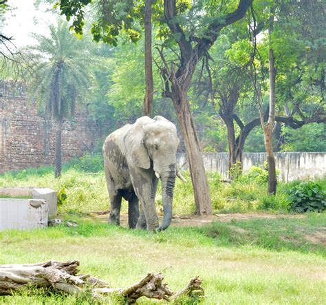 NATIONAL ZOOLOGICAL PARK OF DELHI (2024) All You Need to Know BEFORE ...