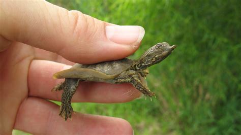 Baby Eastern Spiny Softshell | I found this turtle on the pa… | Flickr