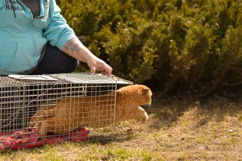 Trap Neuter Return - feral cat colony management – BC SPCA