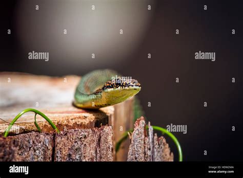 Golden flying snake in Koh Adang national park, Thailand ; specie ...