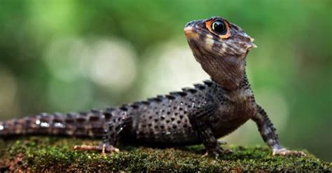 Skink Lizard - A-Z Animals