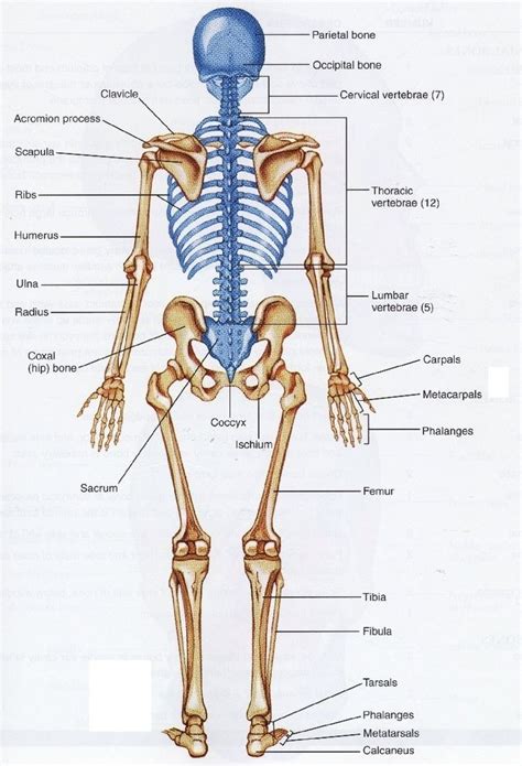 Pin on Human anatomy