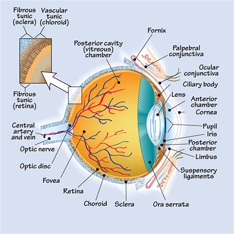 3: Anatomy Surrounding the Eye - OpticianWorks Online Optician Training | Physiology, Human ...