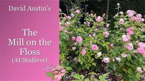 🌹 David Austin's The Mill on the Floss | Austulliver | English Rose ...