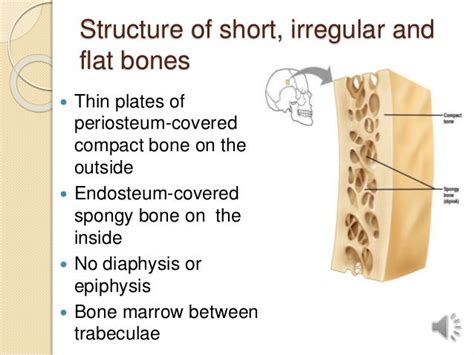 1 Bone Structure and Composition