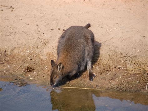 The Online Zoo - Red-necked Wallaby