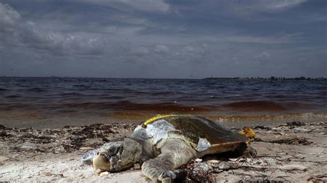 Red tide phenomenon closes Florida beaches