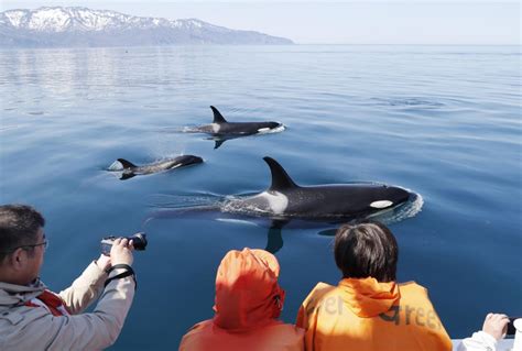 Killer whales put on show for tourists in Hokkaido's Shiretoko