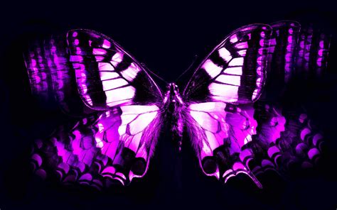 Purple Butterfly Wallpapers - Wallpaper Cave