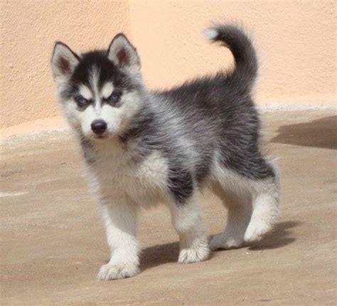 How Much Is A Siberian Husky Puppy Cost | PETSIDI