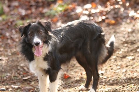 Haven - COWGIRL FAITH BORDER COLLIES