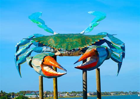 World’s Largest Blue Crab: Rockport, Texas, sets world record