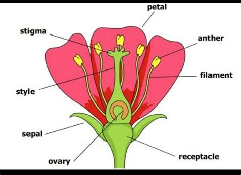 Female Parts Of A Flower Diagram : Parts Of A Flower Lovetoknow / These must meet for ...