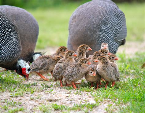 Guineas will also lay eggs although smaller than chicken eggs. | Guinea ...