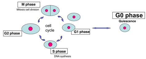 G0 phase; Resting Phase