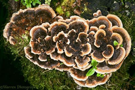 Many-zoned Polypore fungus photo WP12077