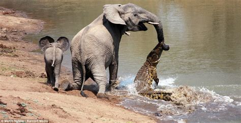 SN The harrowing struggle on the riverbed when a crocodile assaulted a brave mother elephant ...