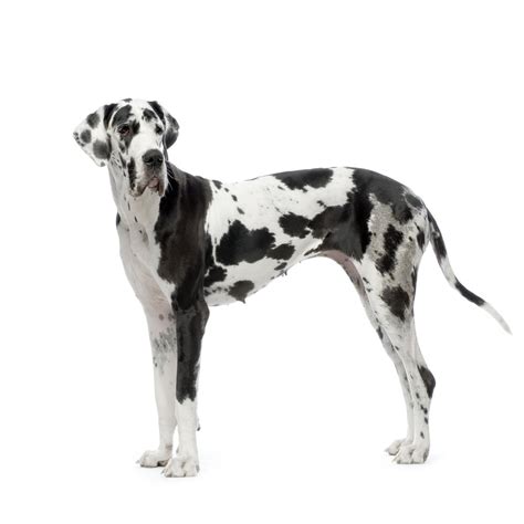 Great Danes - Not A Bully