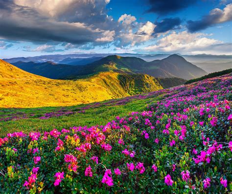 Spring Flowers Alps Wallpapers - Wallpaper Cave