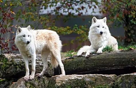 Arctic Wolf - Description, Habitat, Image, Diet, and Interesting Facts