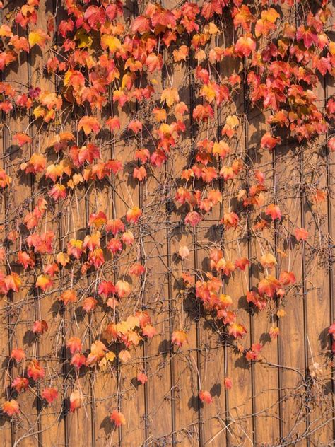 Ivy that Autumn Leaves on the Wall Stock Image - Image of architecture ...