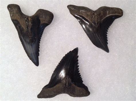 Fossil shark teeth in Venice, Florida | 772-539-7005 Fossil Hunting ...