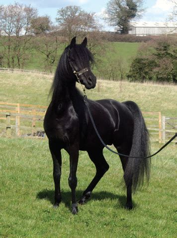 Arabian Horse Black / Black Arabians - Sofyan Adnan