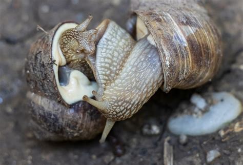 How Do Snails Reproduce? The Snail Love Story | SnailPedia