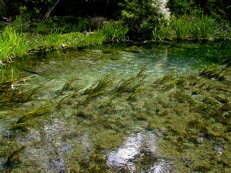 Ichetucknee Springs State Park | Florida Hikes!