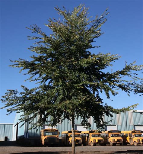 Frontier Elm - A tough, hybrid Elm that is well suited to smaller landscapes and urban sites. It ...