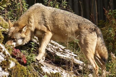 Seeing a Coyote at Night: 5 Spiritual Meanings