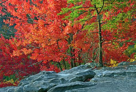 Blazing Fall Maples in Cloudland Canyon State Park Photograph by Bruce ...