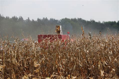 Harvest Corn Field - Free photo on Pixabay - Pixabay